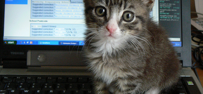 หมดปัญหาแมวพิมพ์แค่มี Neko Pochi Keyboard Cover!
